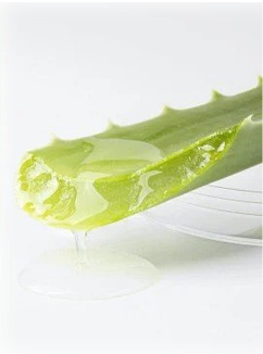a slice of aloe vera